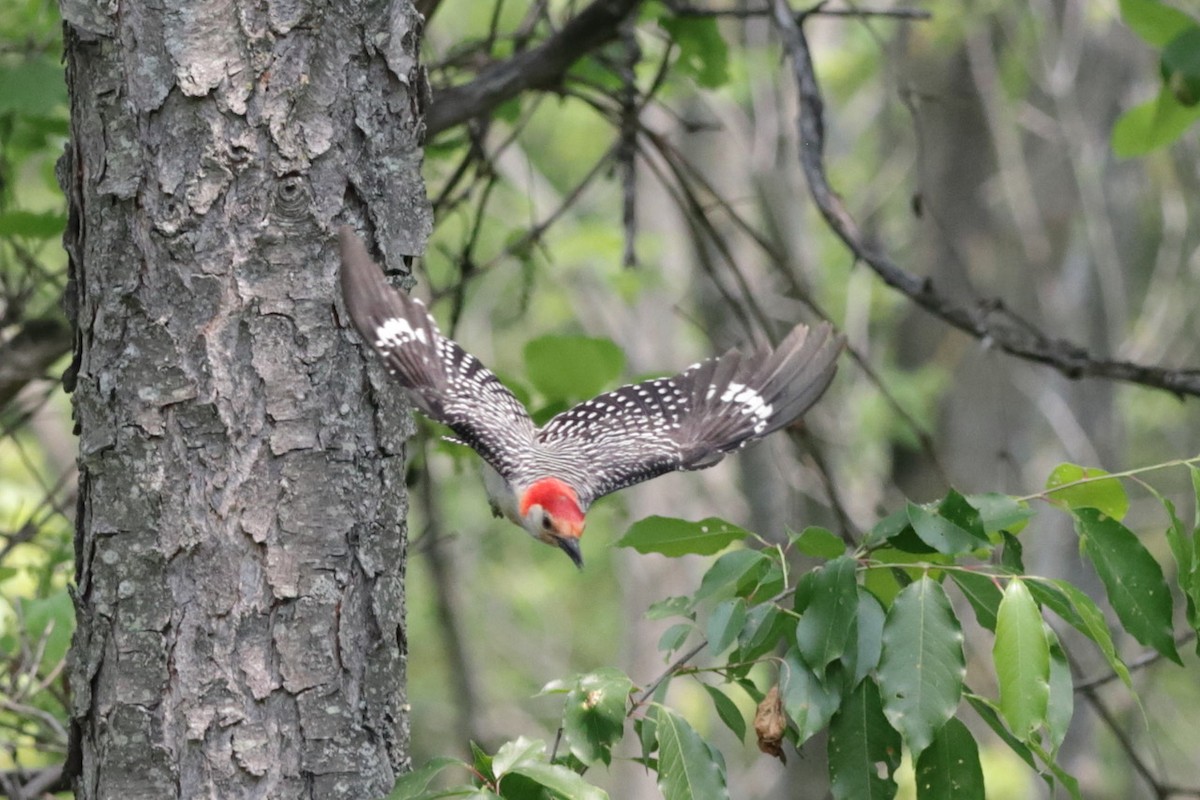Red-bellied Woodpecker - ML582065951