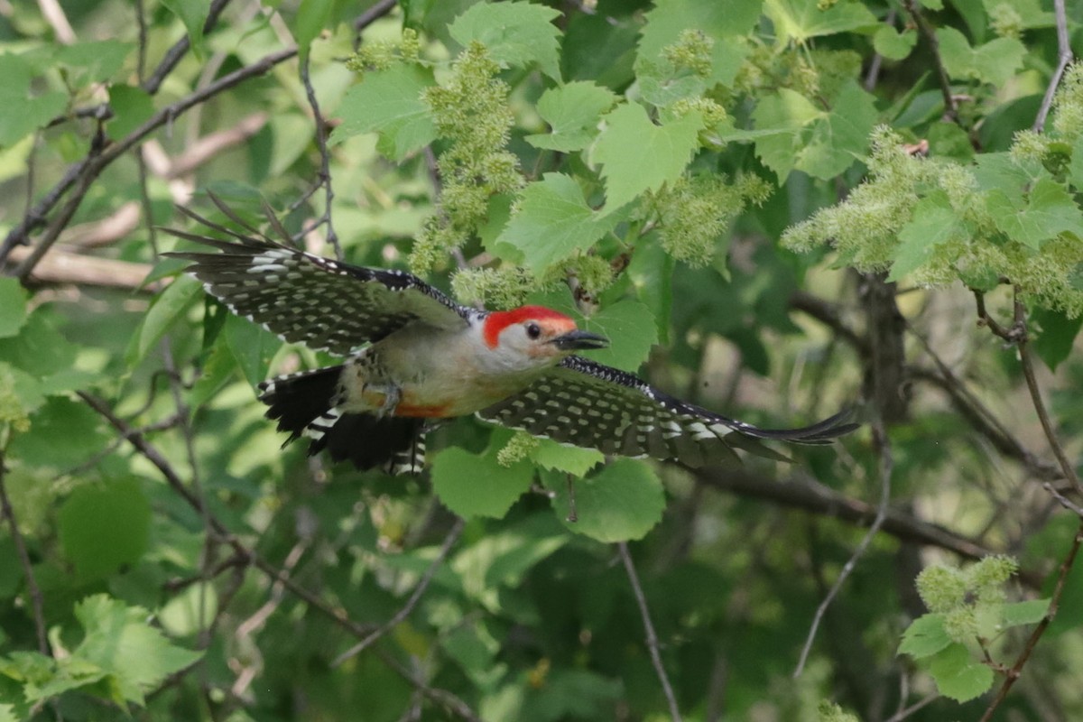 Red-bellied Woodpecker - ML582065961