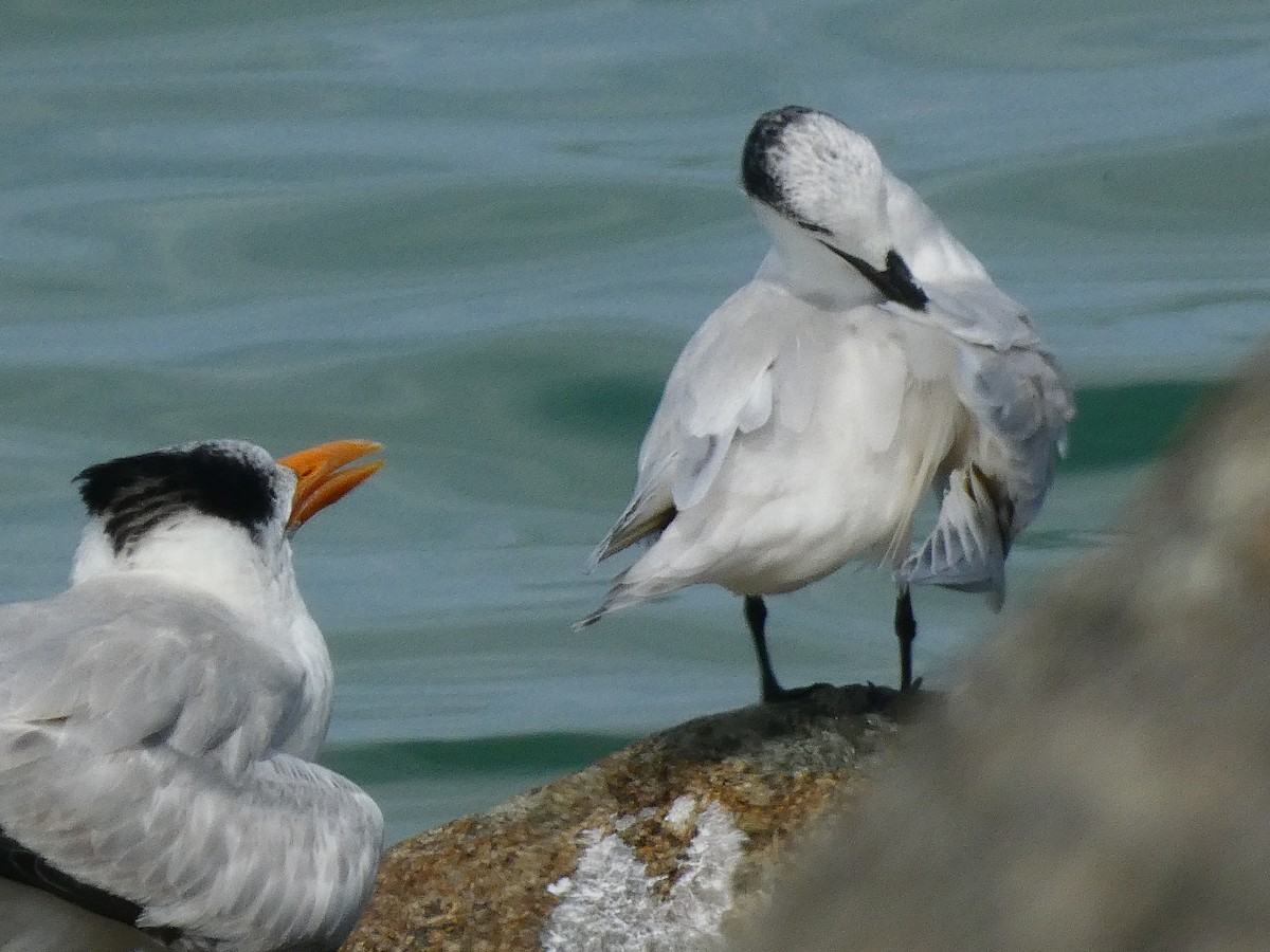 Sandwich Tern - ML582066811