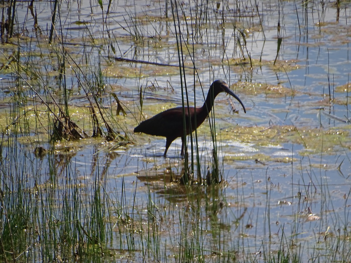 White-faced Ibis - ML582066971