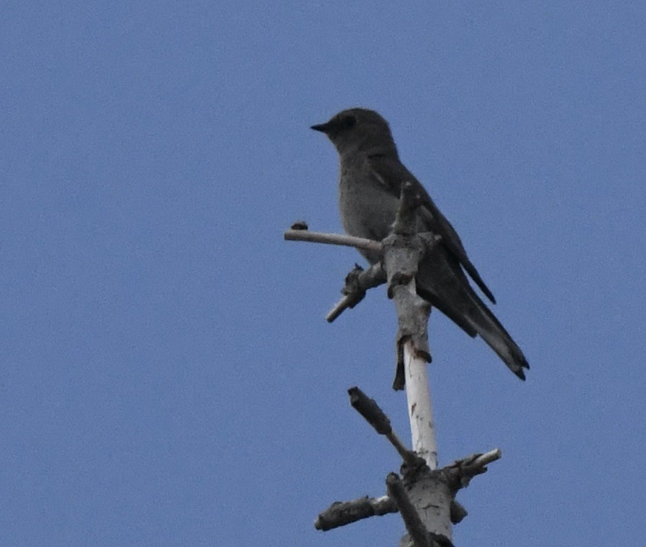 Townsend's Solitaire - Asya Lesly