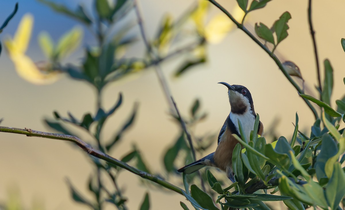 Eastern Spinebill - ML582067931