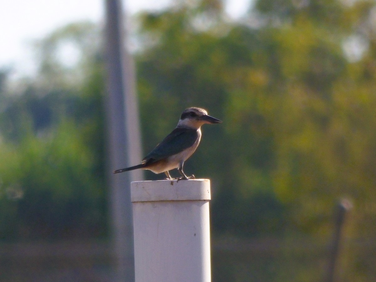 Red-backed Kingfisher - ML582068011