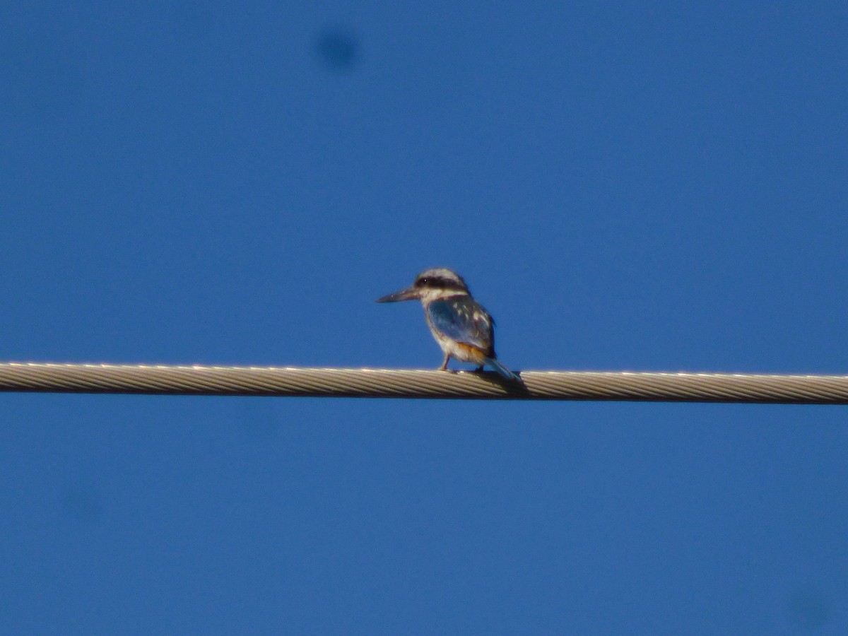 Red-backed Kingfisher - ML582068071