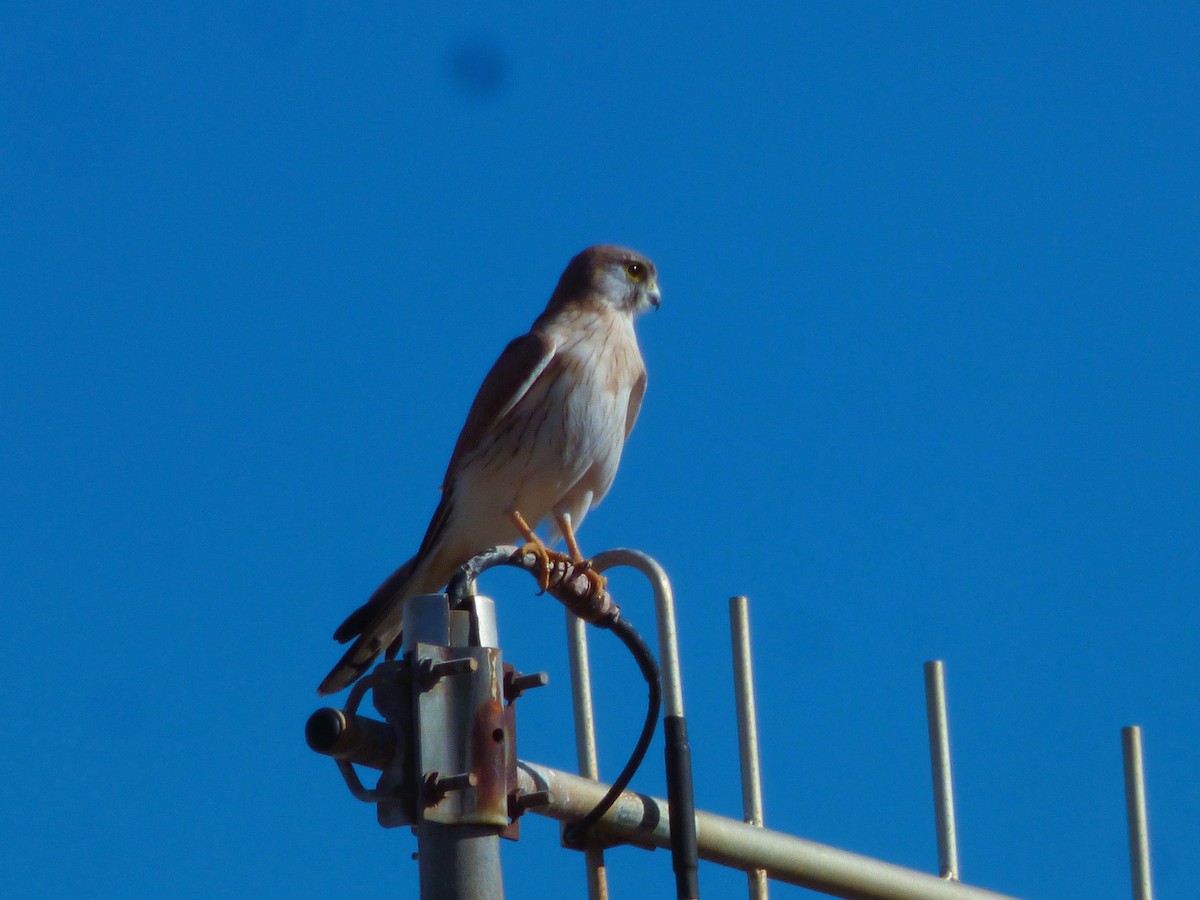Nankeen Kestrel - ML582068081