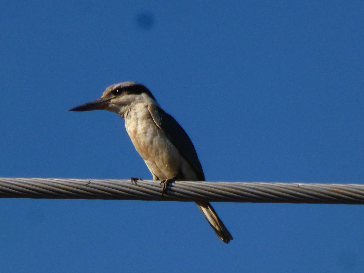 Red-backed Kingfisher - ML582068351