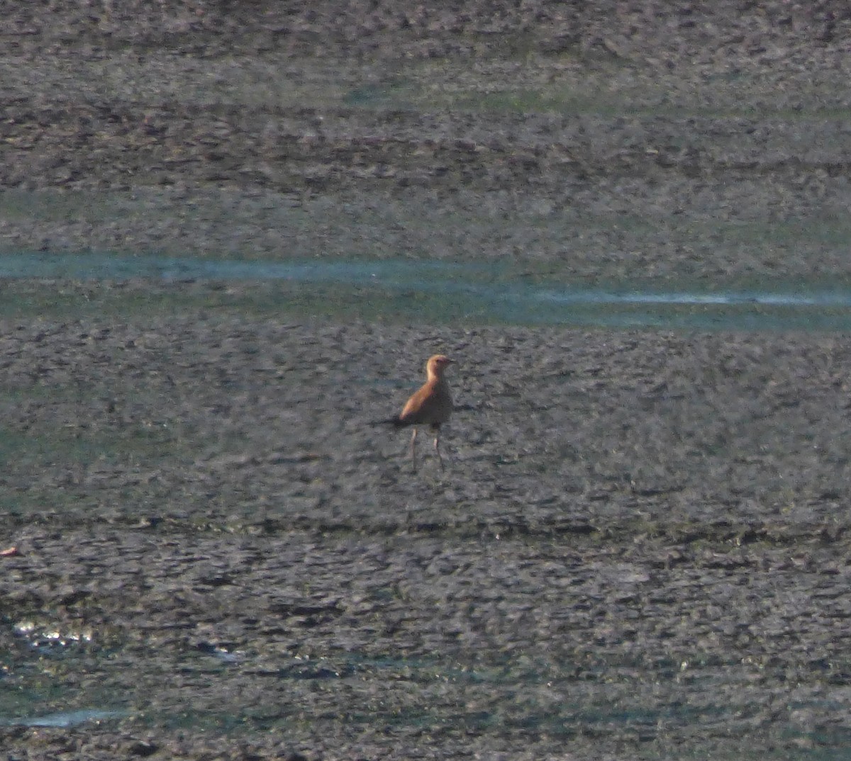 Australian Pratincole - ML582068561