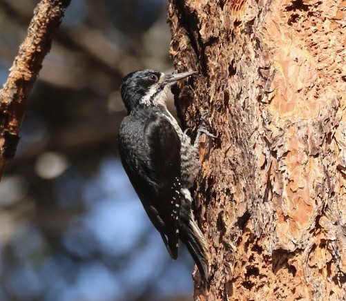 Black-backed Woodpecker - ML582068991