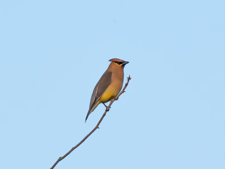 Cedar Waxwing - ML582069441