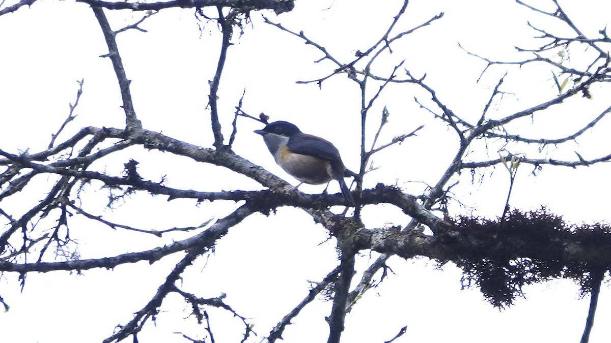 Black-headed Shrike-Babbler - ML582069931