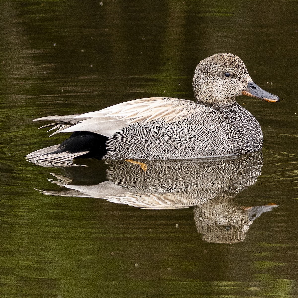 Gadwall - Bill Carpenter