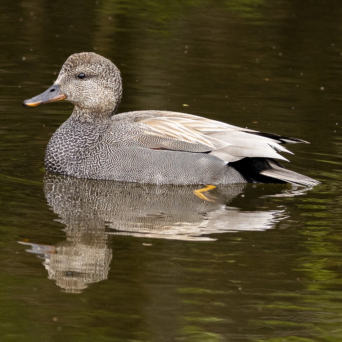 Gadwall - Bill Carpenter