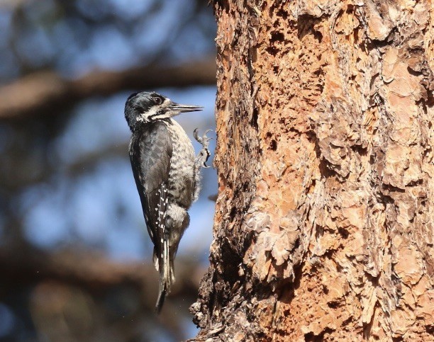 Pic à dos noir - ML582070641