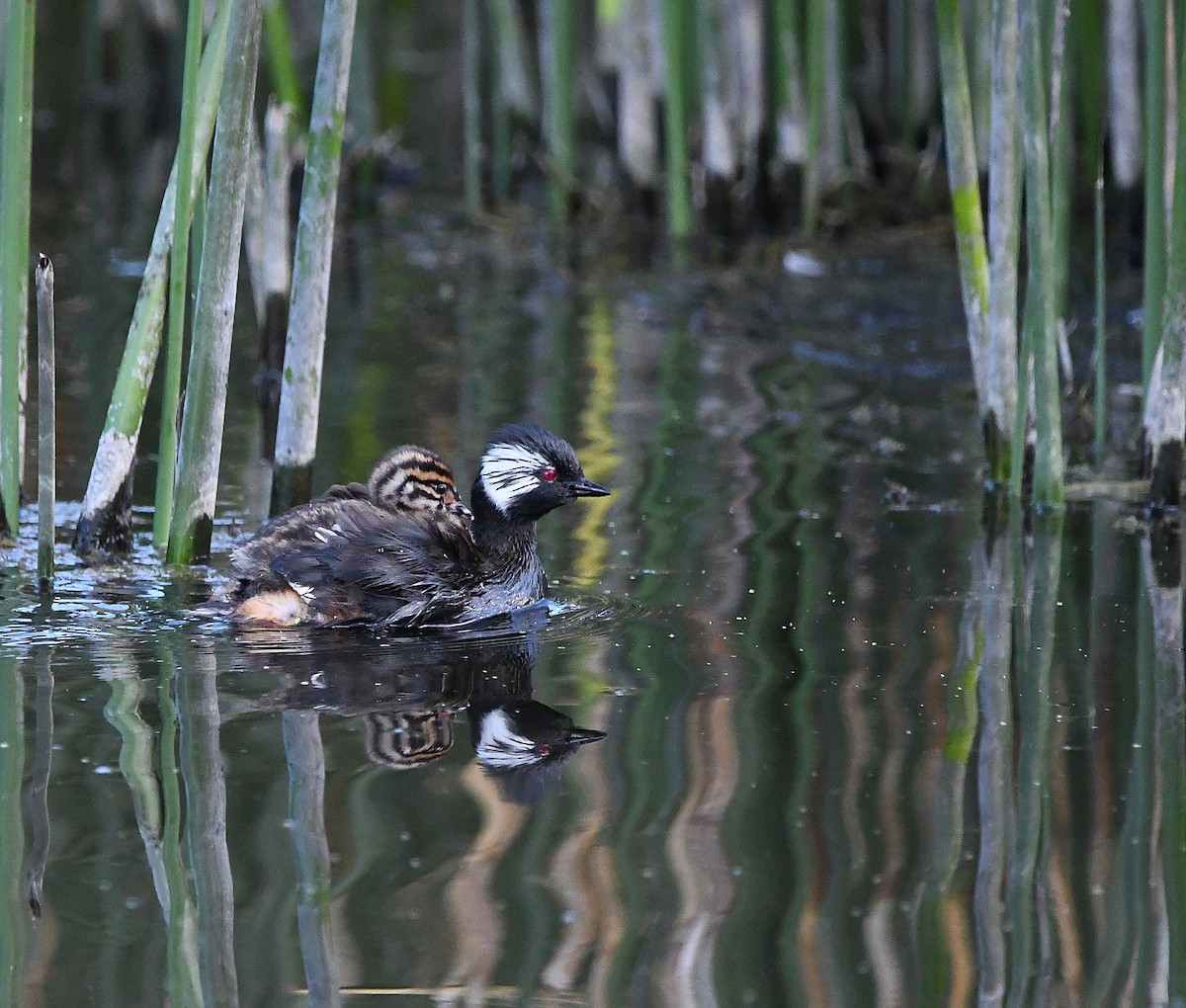 White-tufted Grebe - ML582071271