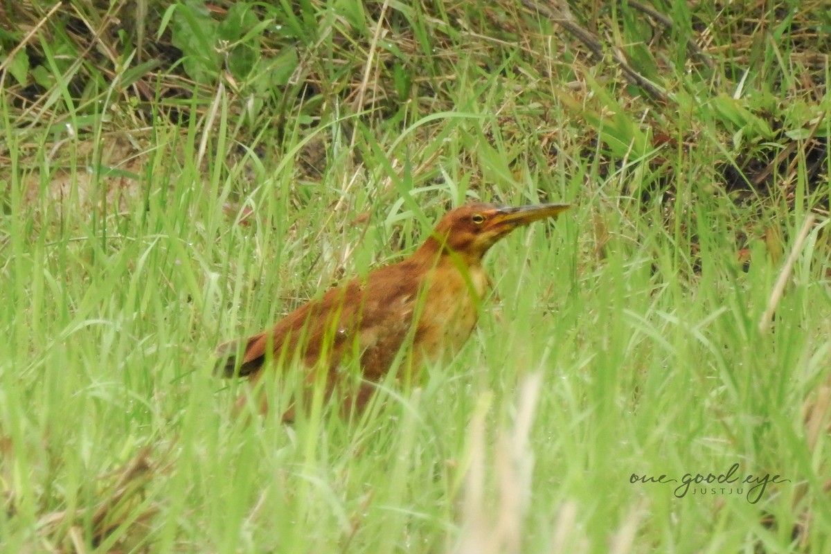 Cinnamon Bittern - ML582071411