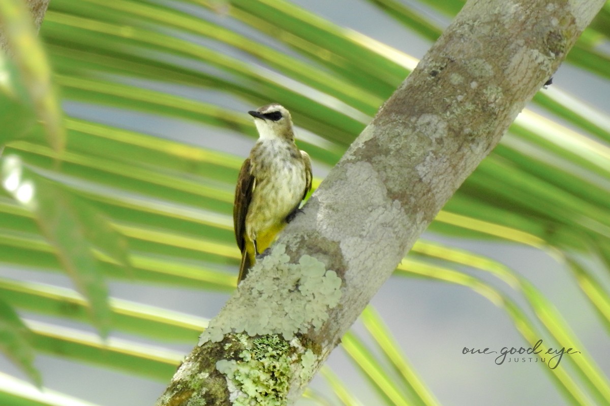 Yellow-vented Bulbul - ML582072261