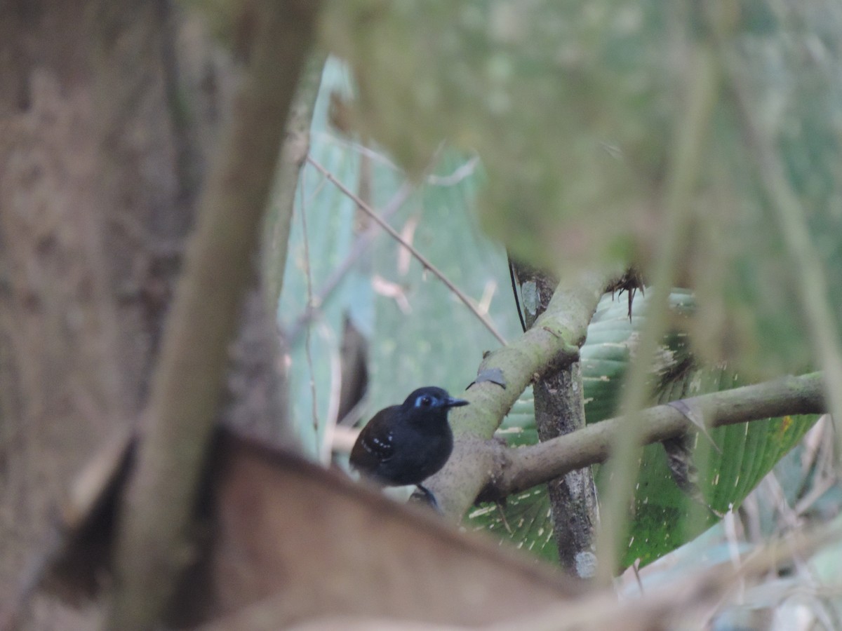 Chestnut-backed Antbird - ML58207261