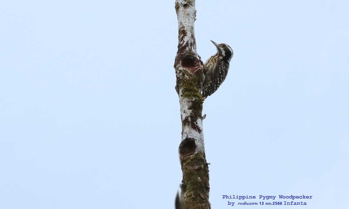 Philippine Pygmy Woodpecker - ML582072871