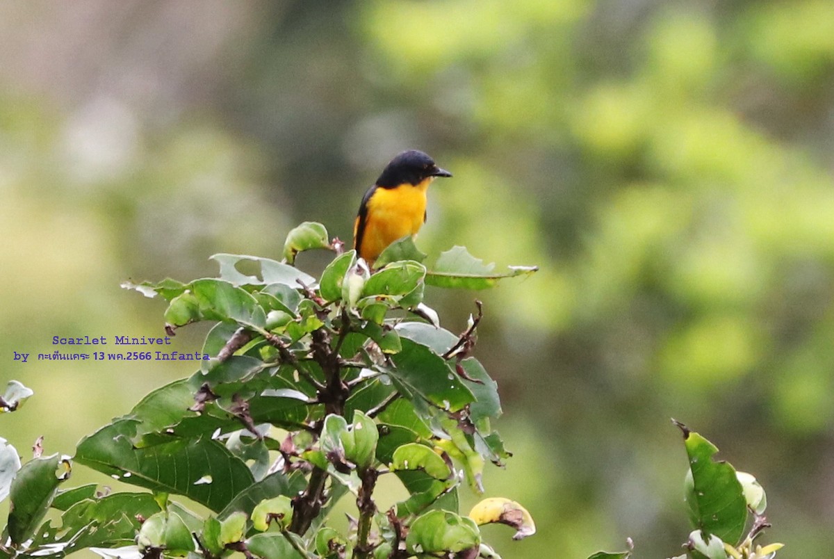 Scarlet Minivet - ML582072901