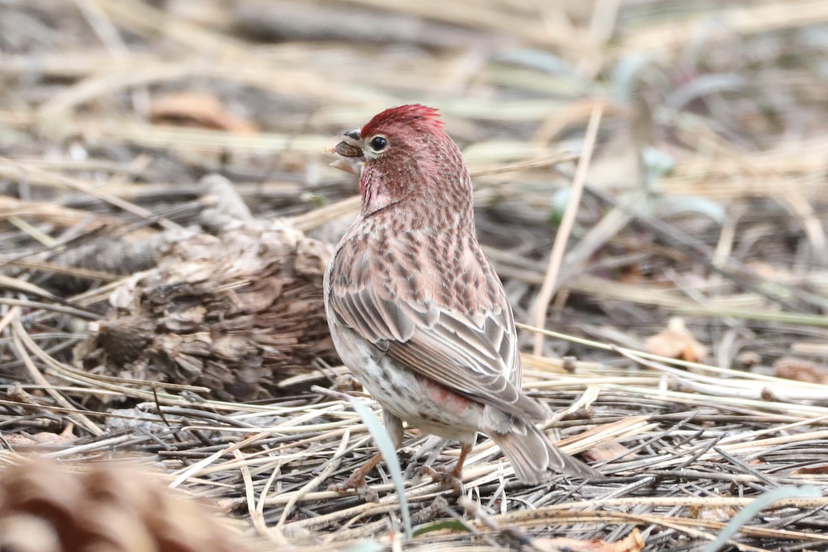 Cassin's Finch - Ann Stockert