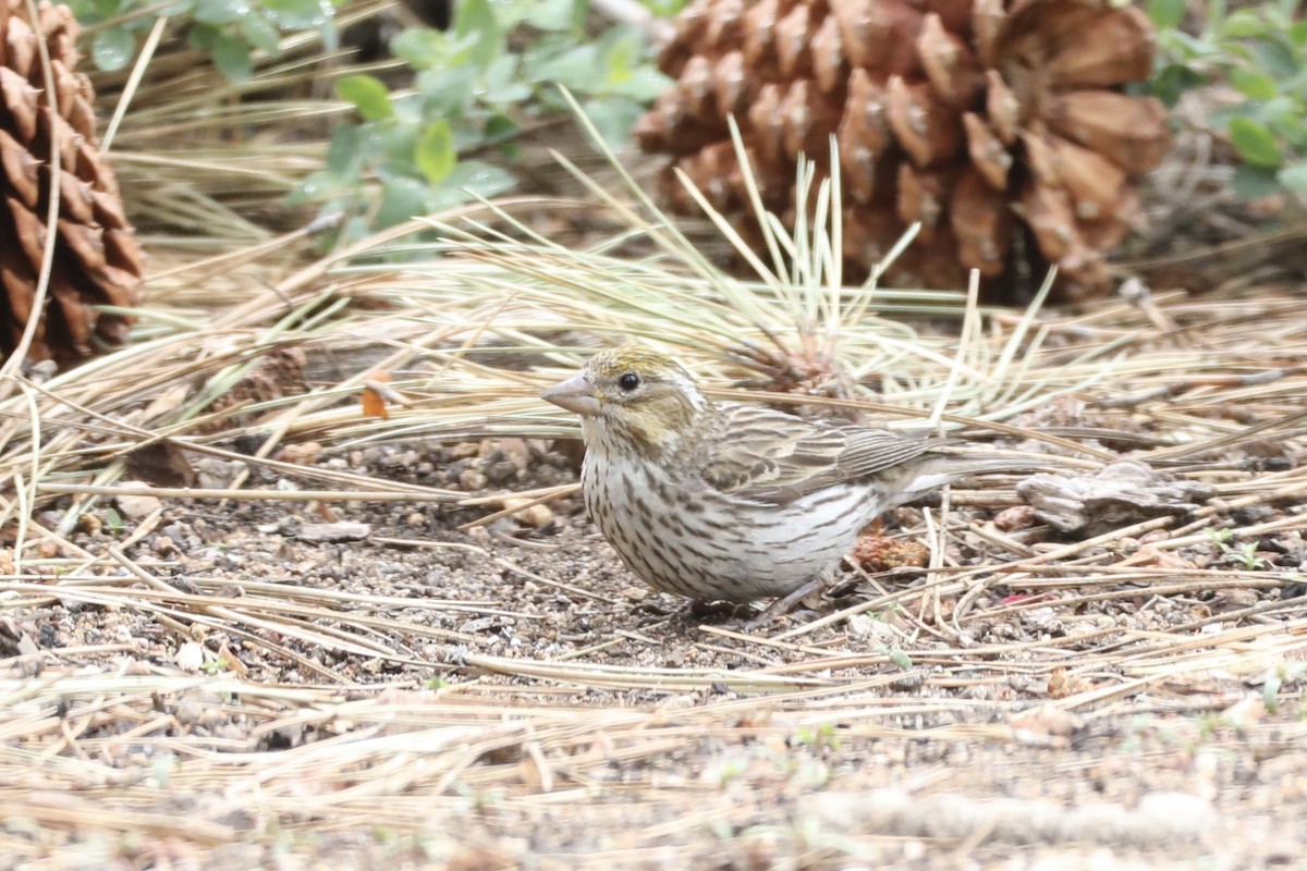 Cassin's Finch - Ann Stockert