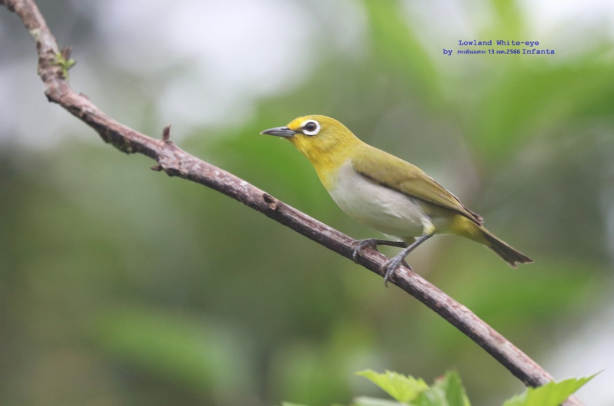 Lowland White-eye - ML582073081