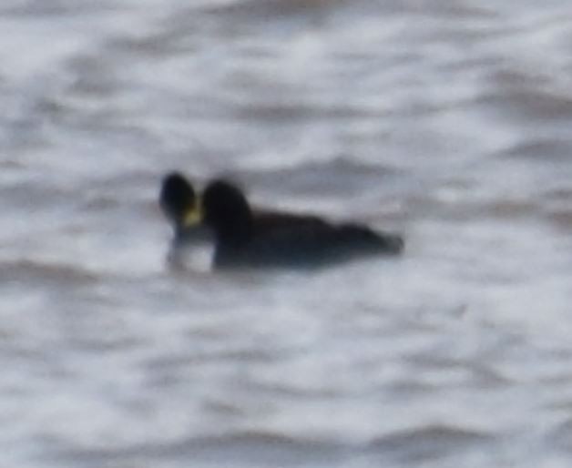 Fulica sp. - ML58207311