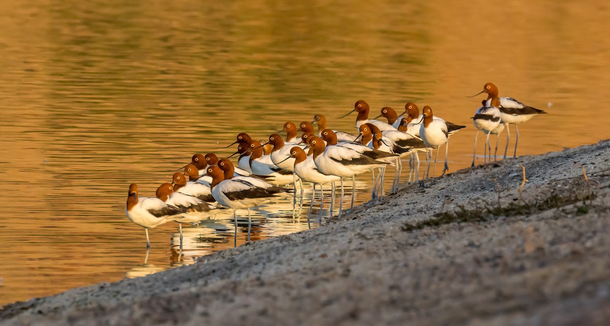 Red-necked Avocet - ML582073401