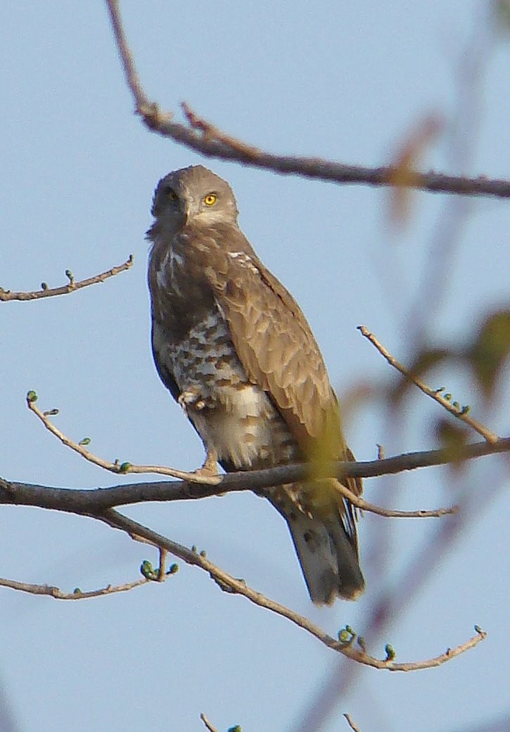 Short-toed Snake-Eagle - ML582076581