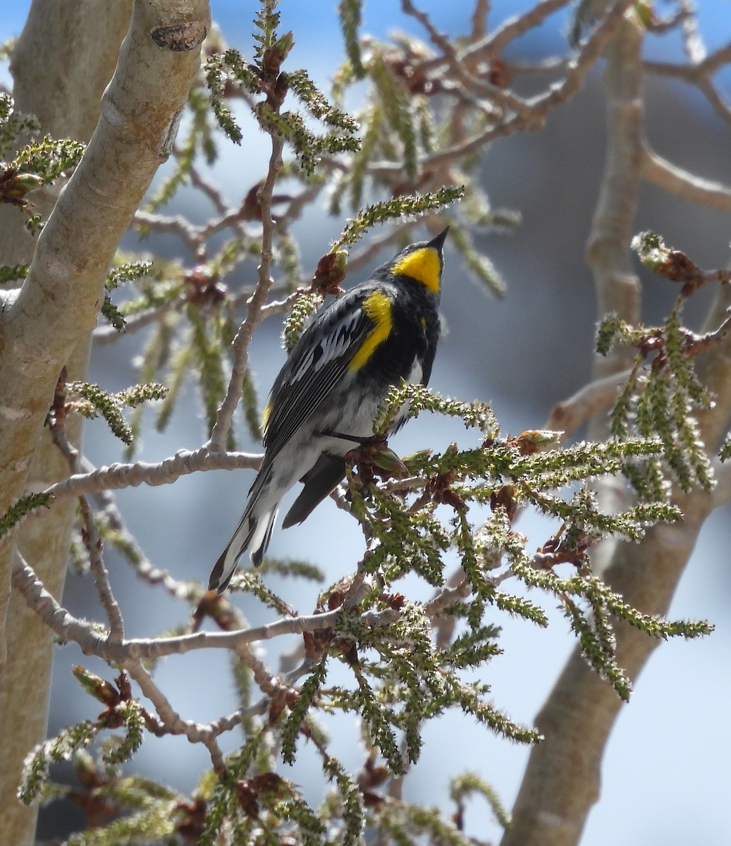 Yellow-rumped Warbler - ML582077231