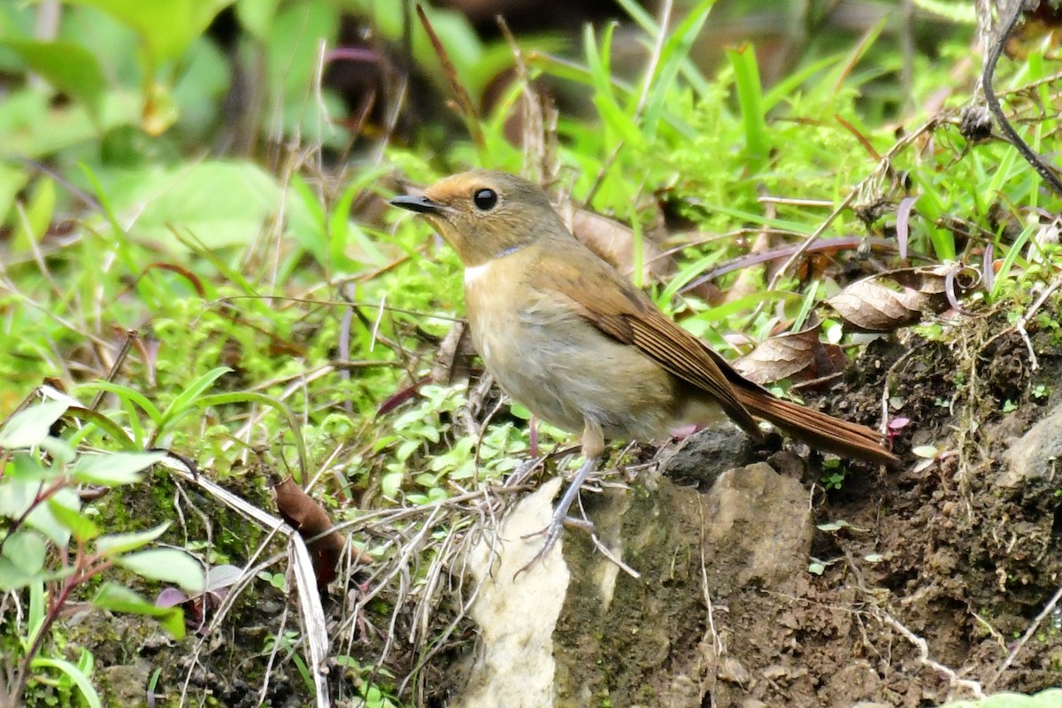 Rufous-bellied Niltava - Ajoy Kumar Dawn