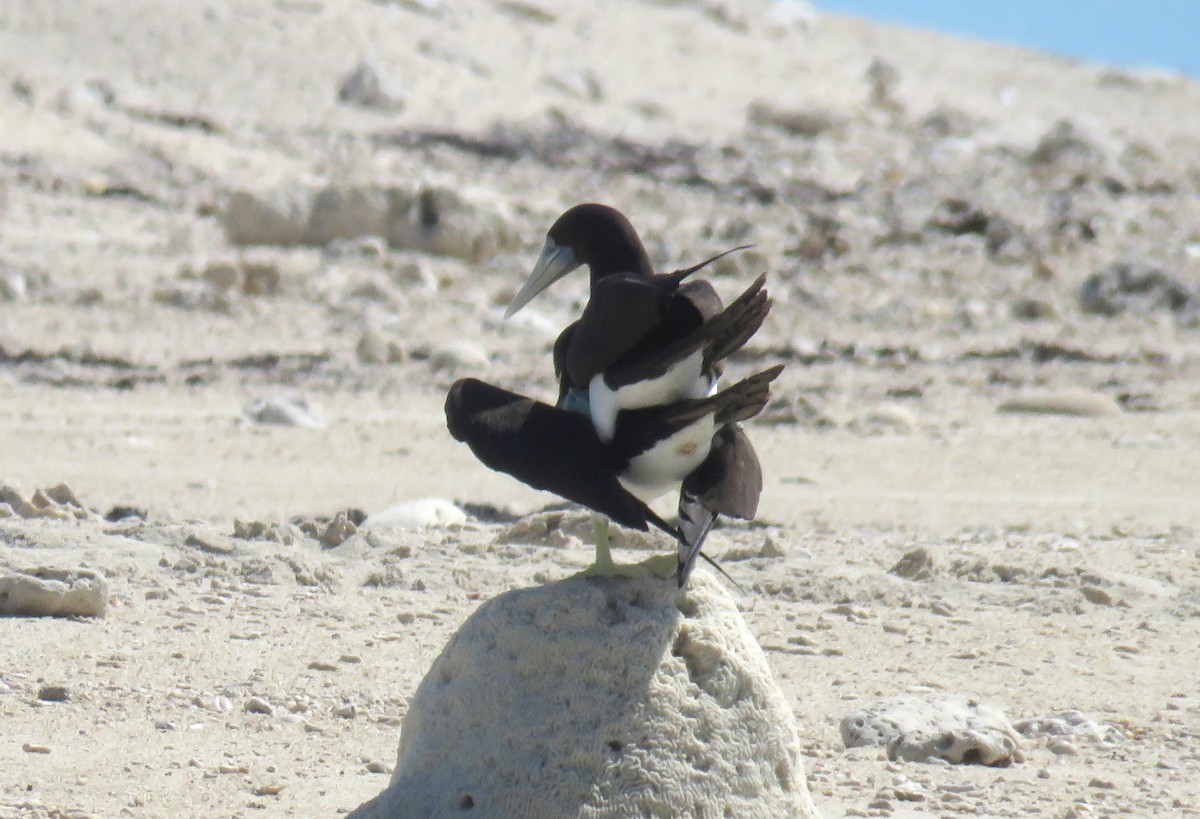 Brown Booby - ML582077911