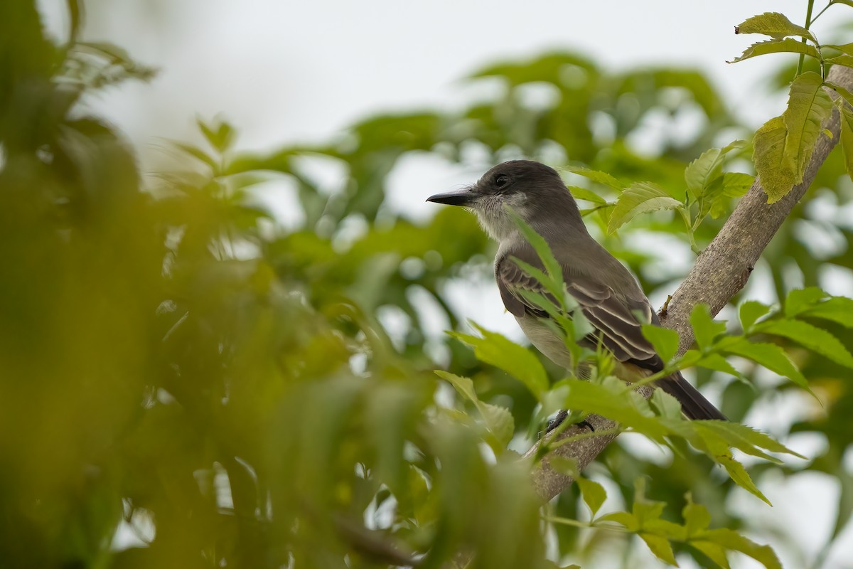 Loggerhead Kingbird - ML582078031