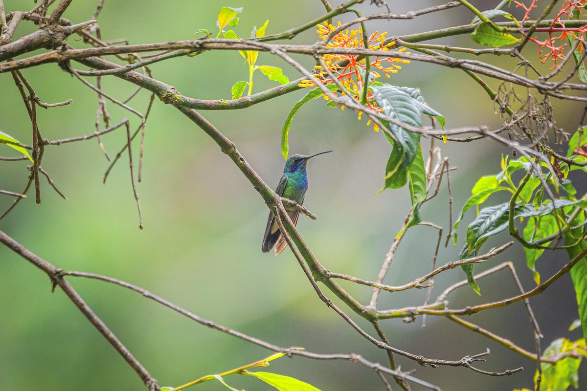 Mexican Violetear - Enrique Mejía