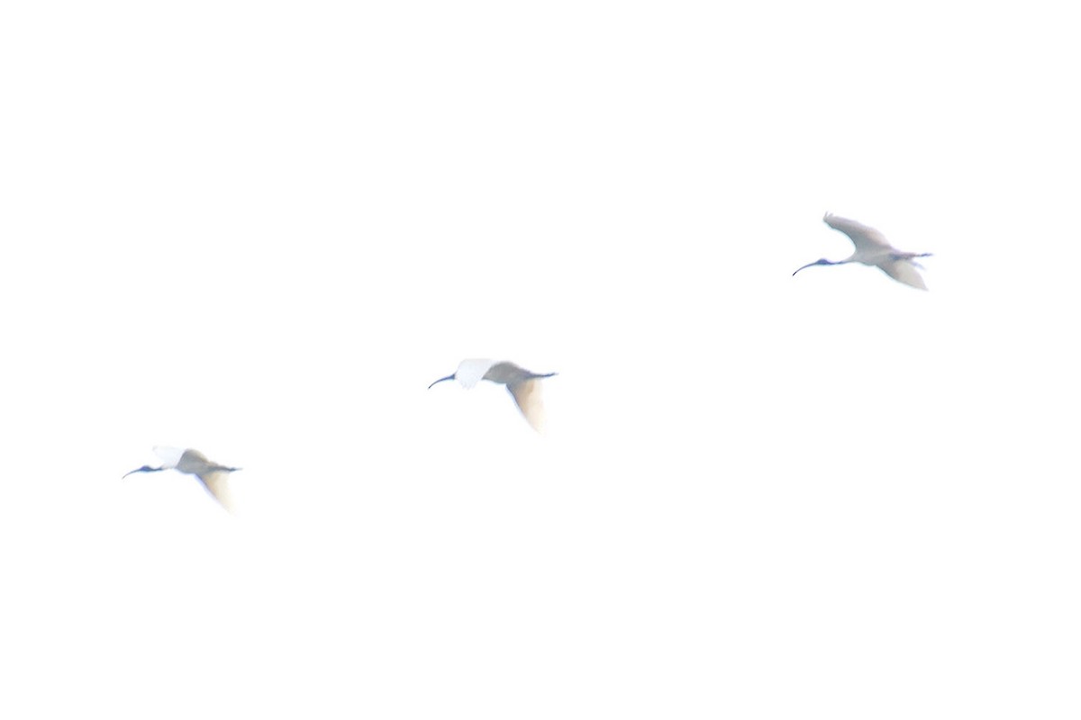 ibis černohlavý - ML582078301