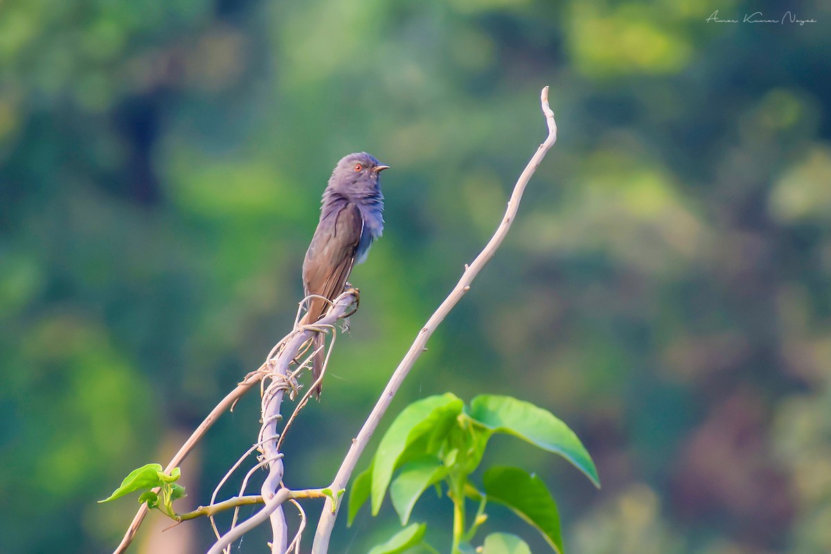 Gray-bellied Cuckoo - Amar Nayak