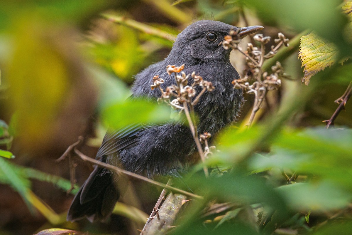 Blue-and-white Mockingbird - ML582078871