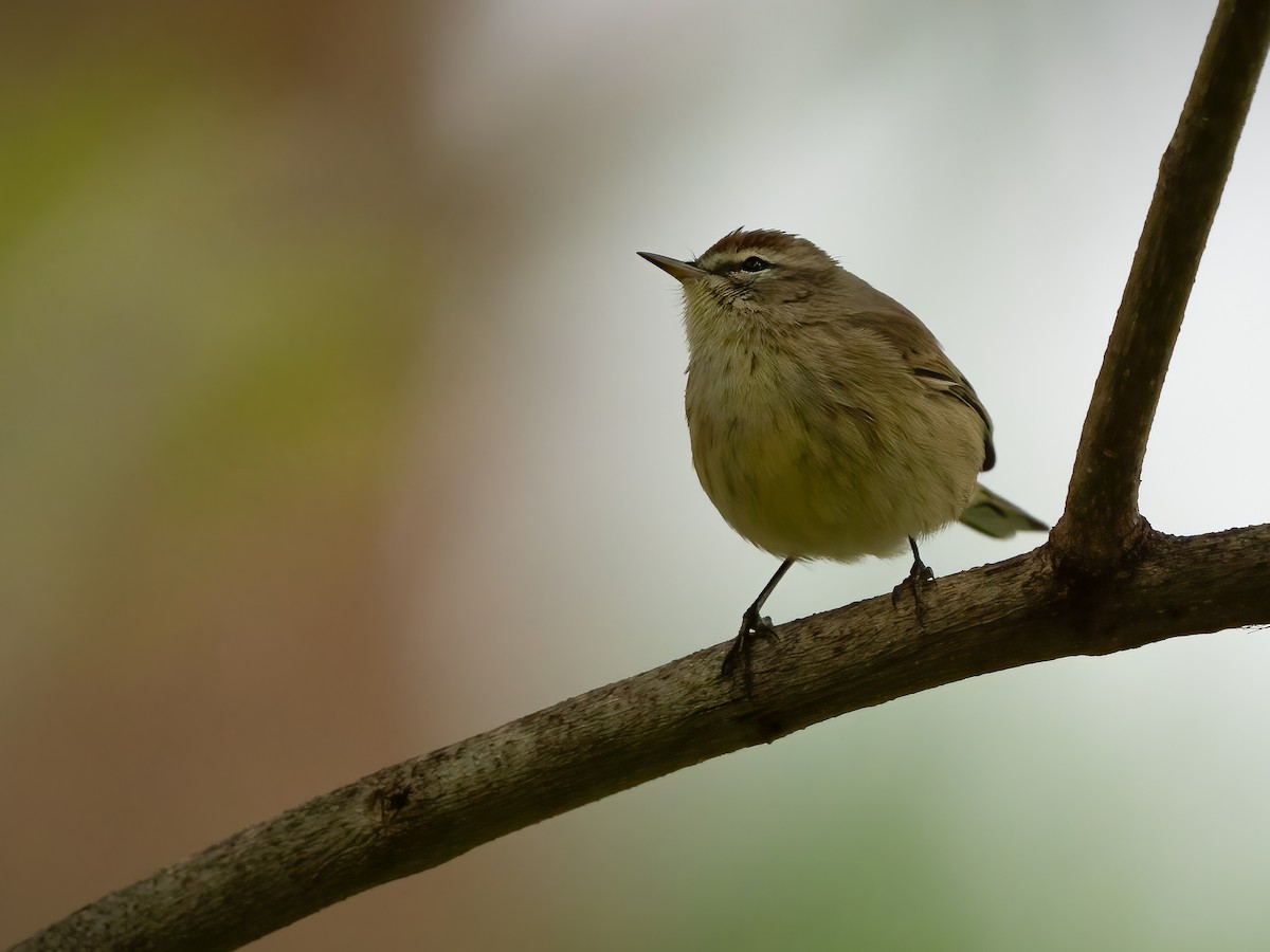 Palm Warbler - ML582080101