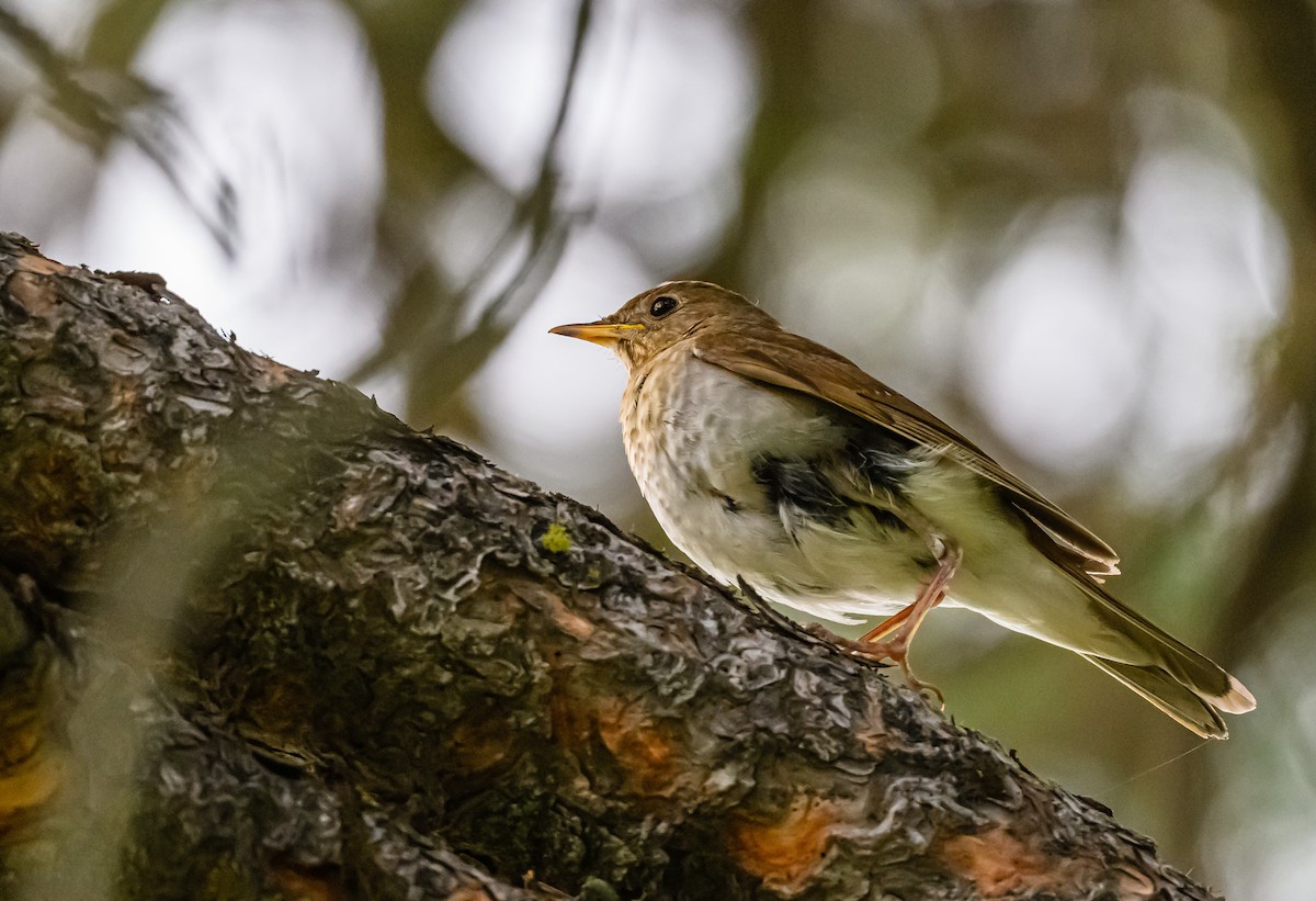 Veery - ML582080561