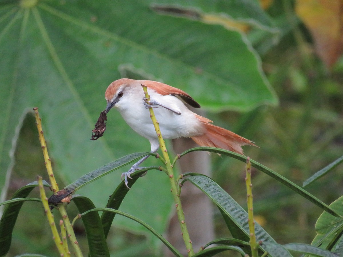 Yellow-chinned Spinetail - ML58208121