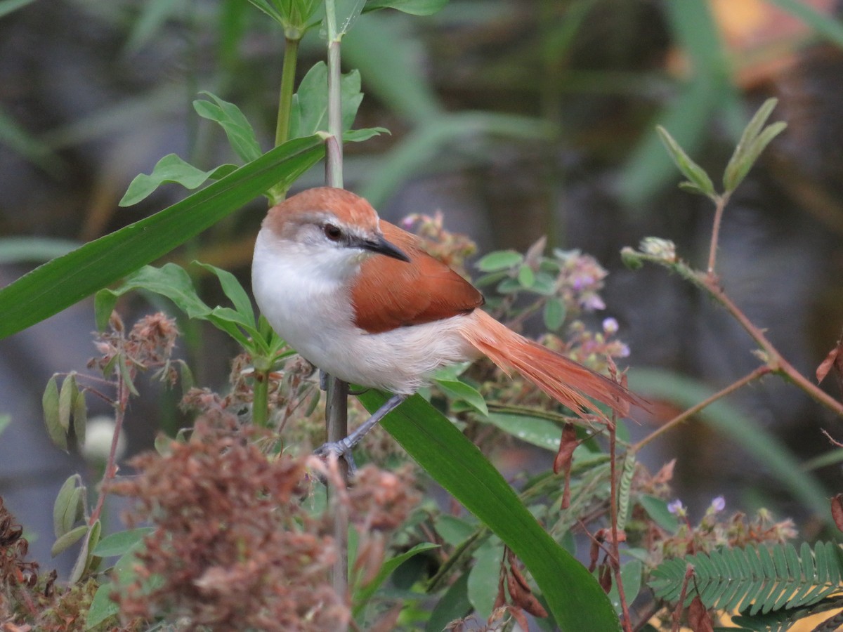 Yellow-chinned Spinetail - ML58208181