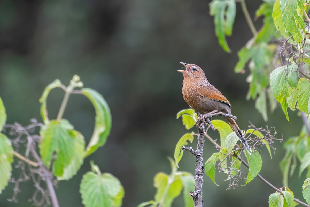 Streaked Laughingthrush - ML582081991