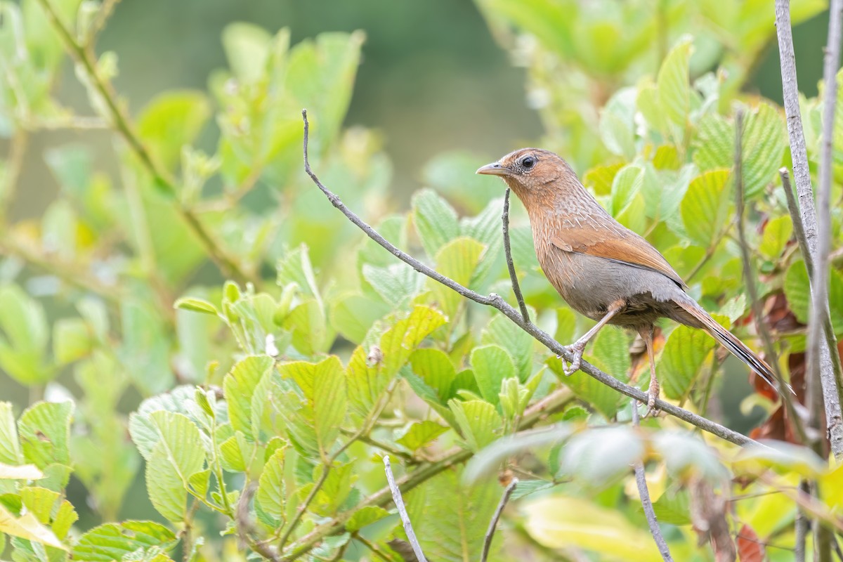 Streaked Laughingthrush - ML582082081