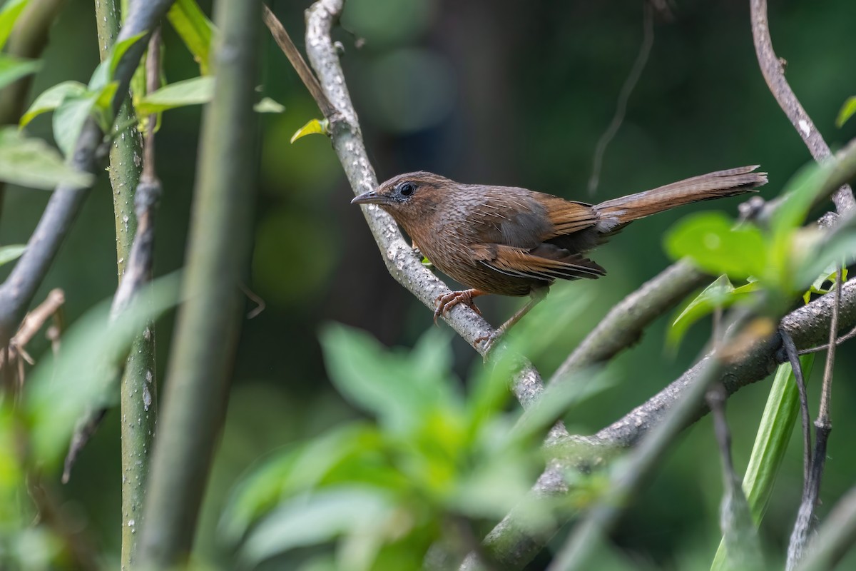 Streaked Laughingthrush - ML582082091