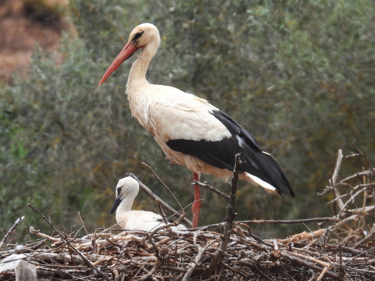 Weißstorch - ML582082191