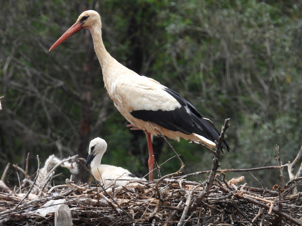 Weißstorch - ML582082201