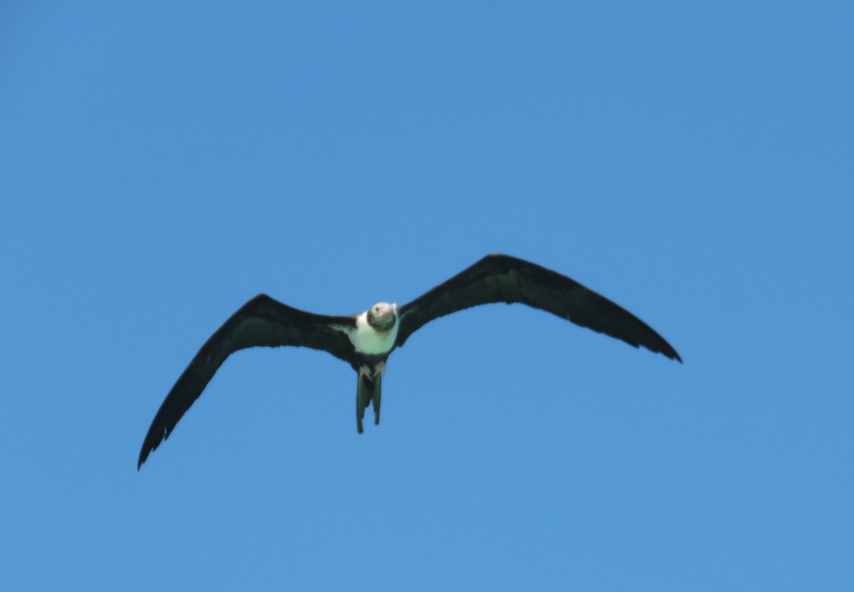 Lesser Frigatebird - ML582082341