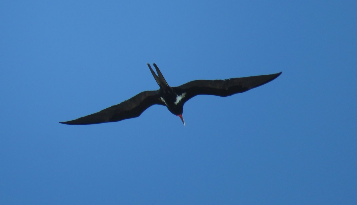 Lesser Frigatebird - ML582082391