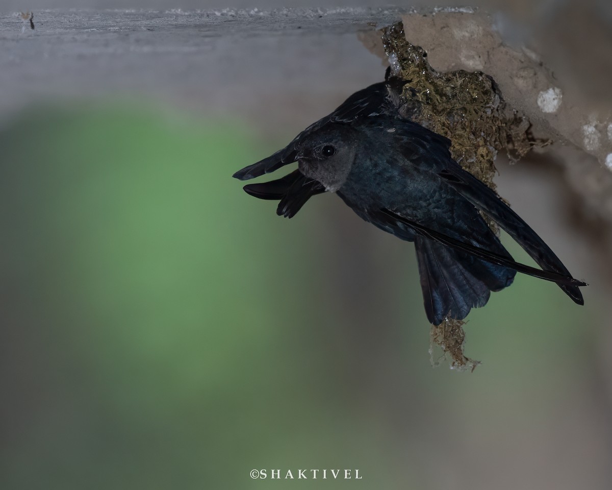 Plume-toed Swiftlet - Shakti - Tribesmen.in