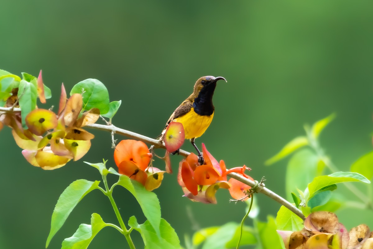 Ornate Sunbird - ERIK Ding